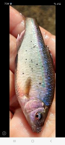 イチモンジタナゴの釣果