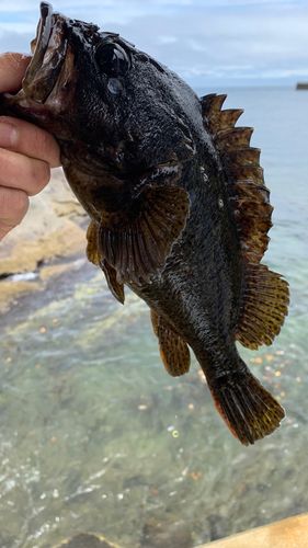 マゾイの釣果
