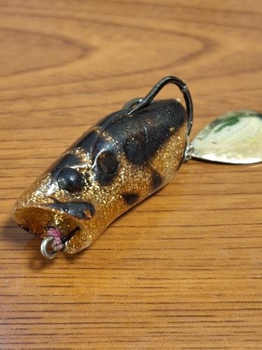 マナマズの釣果