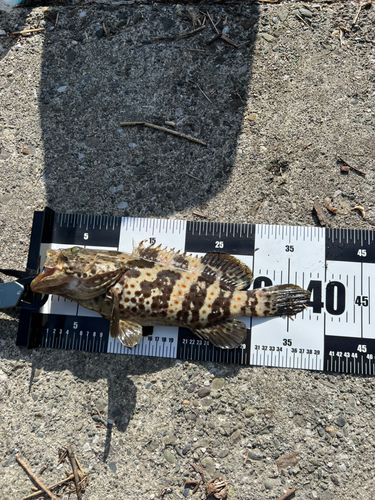 チャイロマルハタの釣果