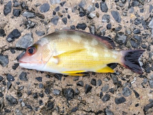 オキフエダイの釣果