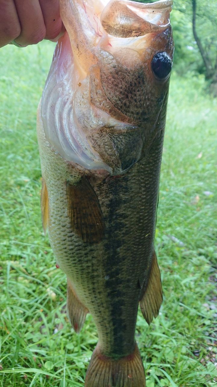 ラージマウスバス