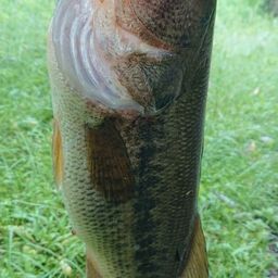 ラージマウスバス