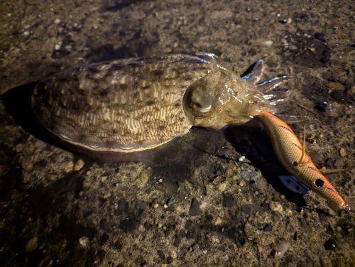 モンゴウイカの釣果