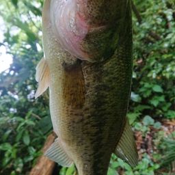 ラージマウスバス