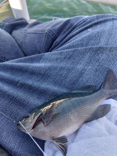 グレの釣果