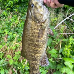 スモールマウスバス