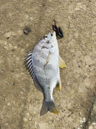 キビレの釣果