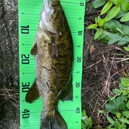 スモールマウスバス