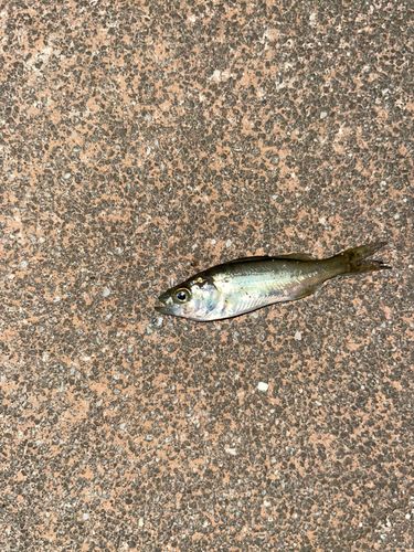 セイゴ（タイリクスズキ）の釣果