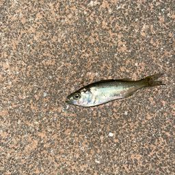 セイゴ（タイリクスズキ）