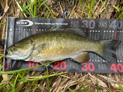 スモールマウスバスの釣果