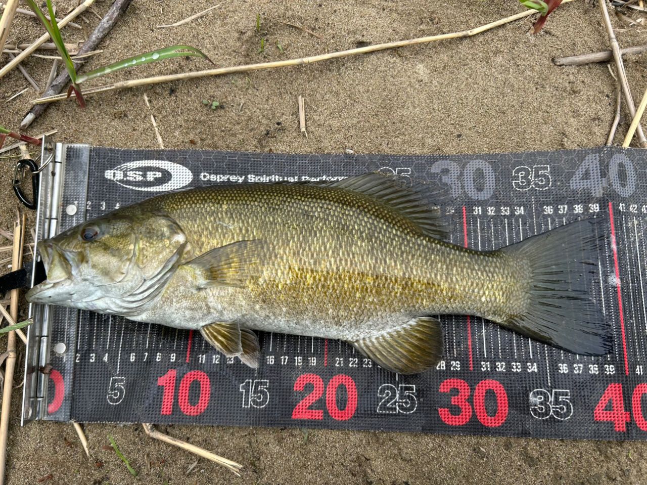 スモールマウスバス