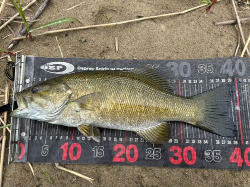 スモールマウスバスの釣果