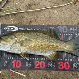 スモールマウスバス