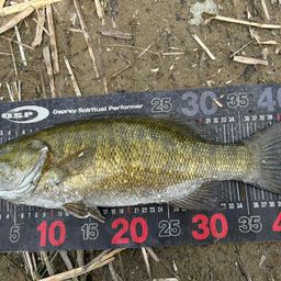 スモールマウスバス