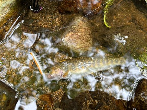 イワナの釣果