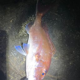 マダイ
