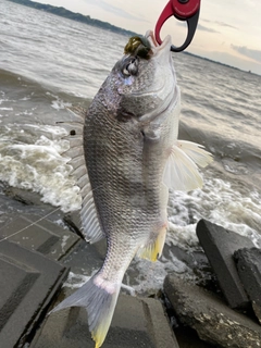 キビレの釣果