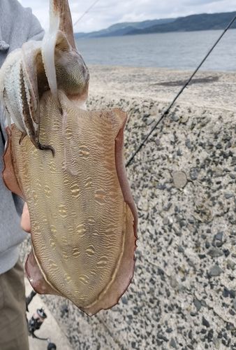 コウイカの釣果