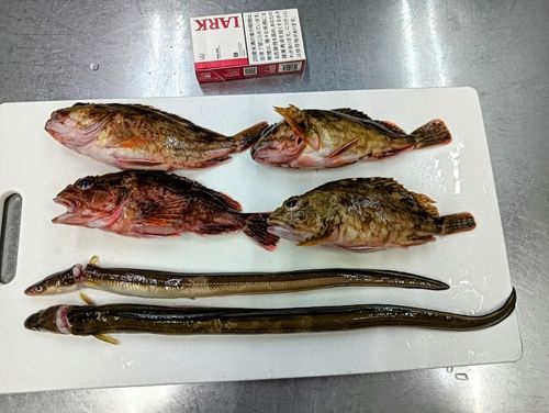 マアナゴの釣果