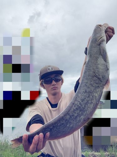 マナマズの釣果