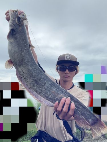 マナマズの釣果