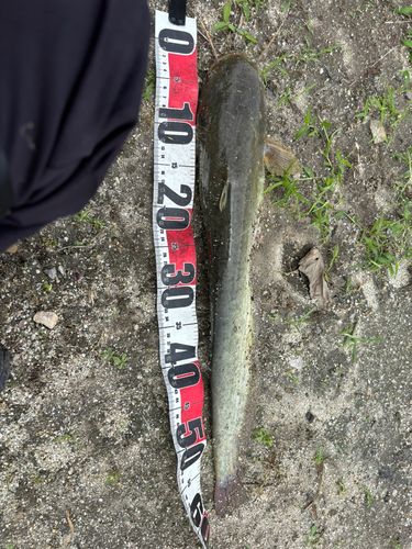 マナマズの釣果