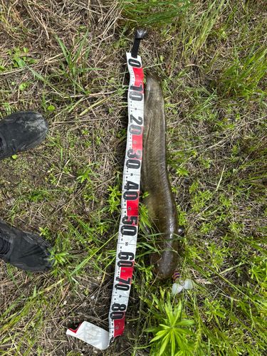 マナマズの釣果