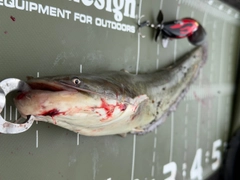 ナマズの釣果