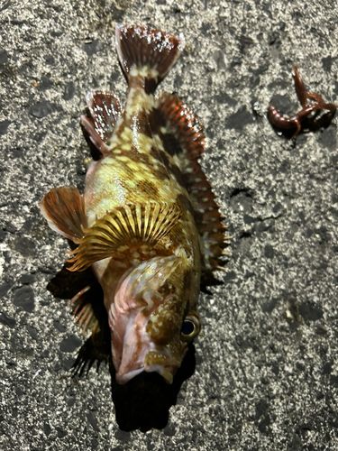 カサゴの釣果