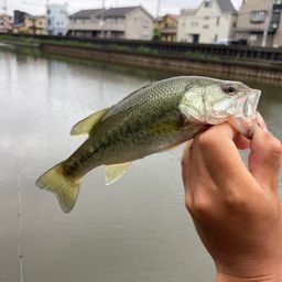 ラージマウスバス