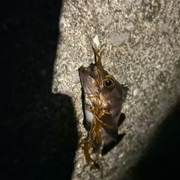 メバル