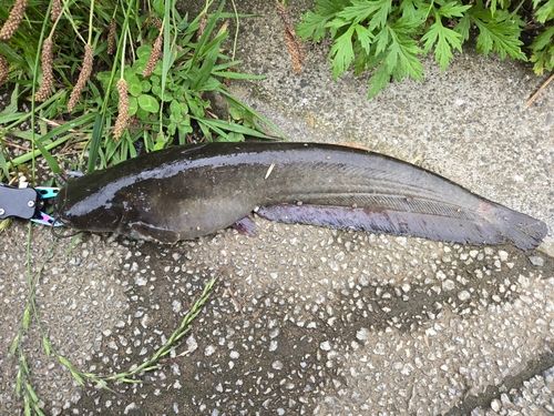ナマズの釣果