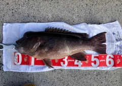 コブダイの釣果