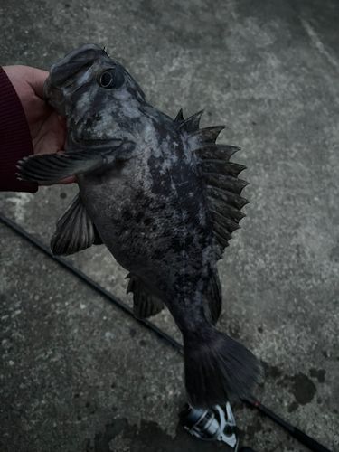 クロソイの釣果