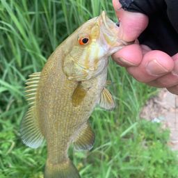 スモールマウスバス