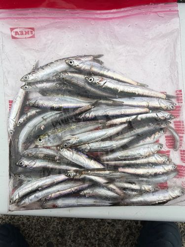 カタクチイワシの釣果