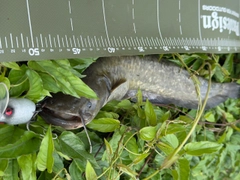 ナマズの釣果