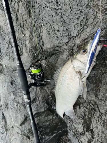 セイゴ（ヒラスズキ）