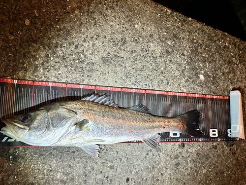シーバスの釣果