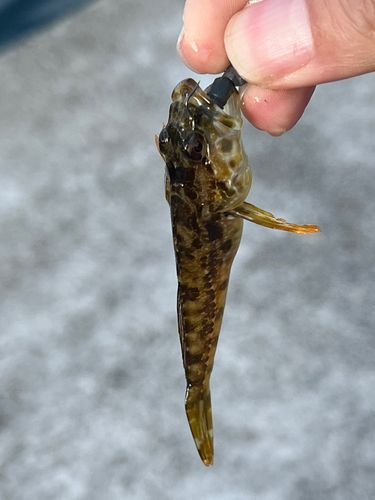 ハゼの釣果
