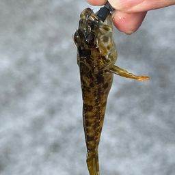 ハゼ
