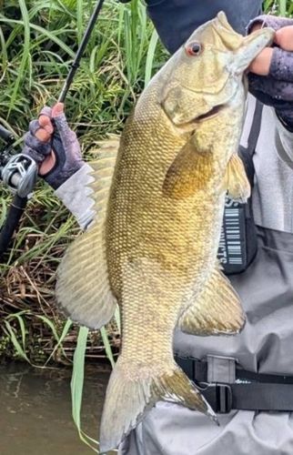 スモールマウスバスの釣果