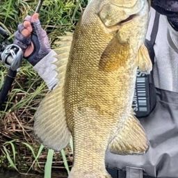 スモールマウスバス