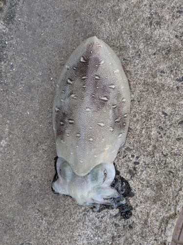 コウイカの釣果