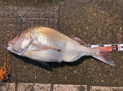 マダイの釣果