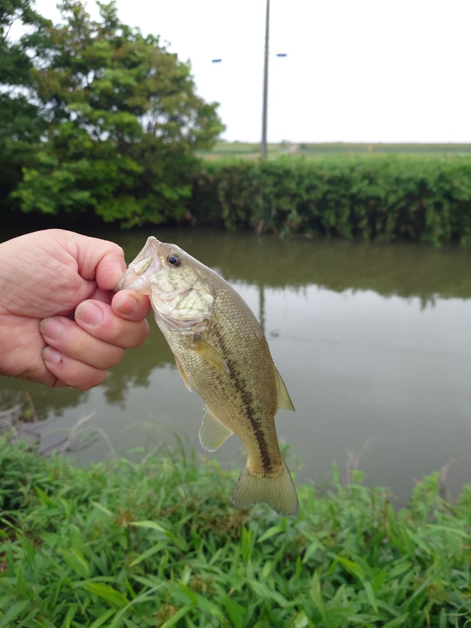 ラージマウスバス