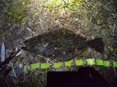 ヒラメの釣果