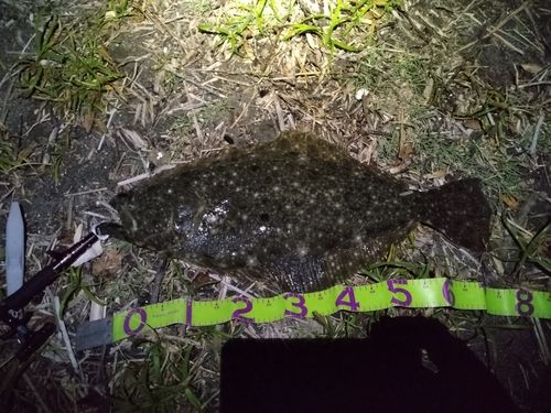 ヒラメの釣果